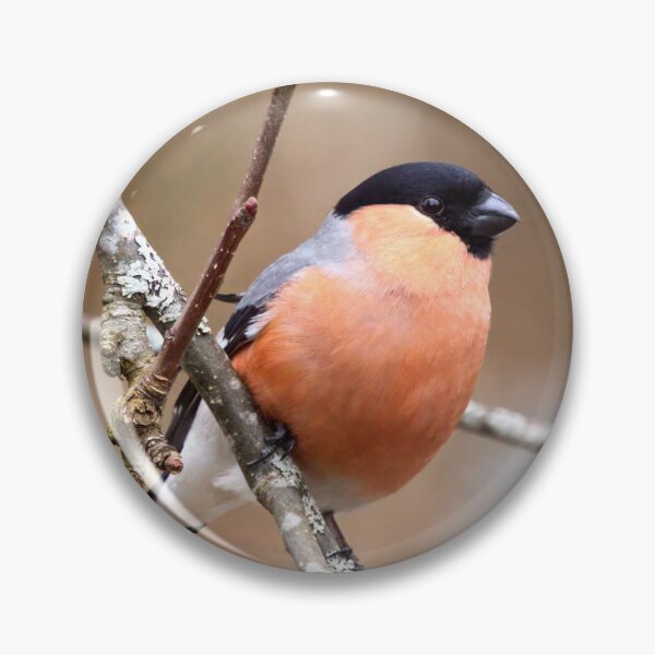 Item preview, 45 deg. Eurasian bullfinch designed and sold by Jouko Lehto Photography.