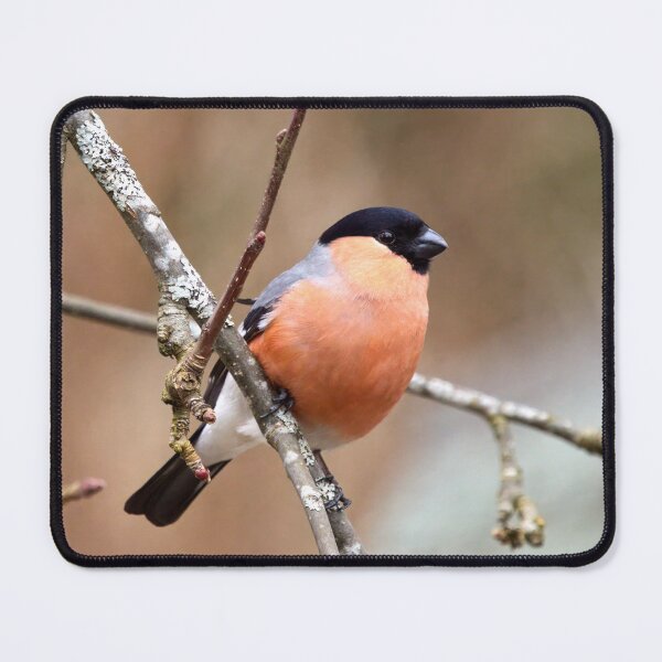 Item preview, 45 deg. Eurasian bullfinch designed and sold by Jouko Lehto Photography.