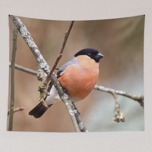 Item preview, 45 deg. Eurasian bullfinch designed and sold by Jouko Lehto Photography.