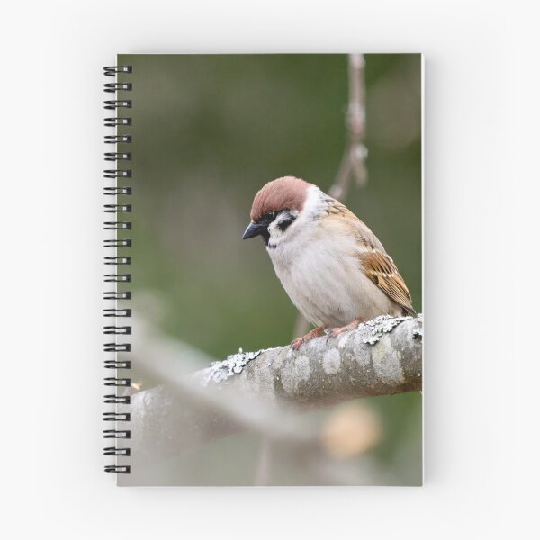 Item preview, Enjoying the peace of an apple tree. Eurasian tree sparrow designed and sold by Jouko Lehto Photography.