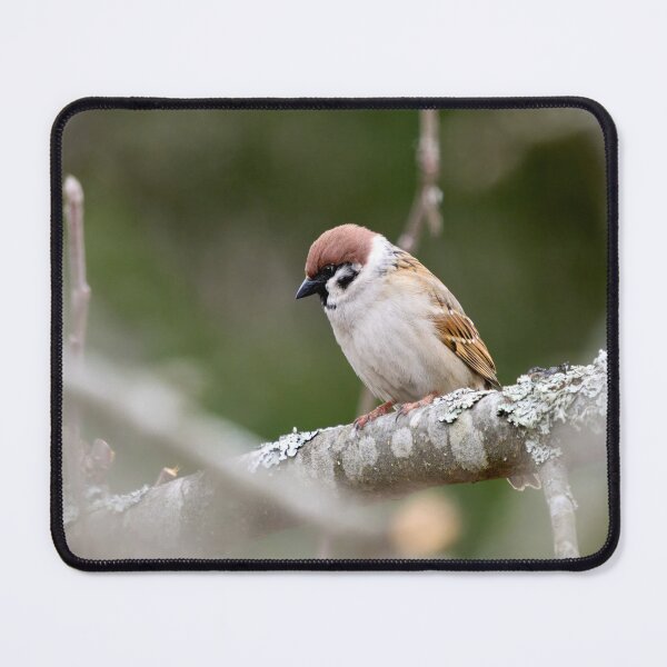 Item preview, Enjoying the peace of an apple tree. Eurasian tree sparrow designed and sold by Jouko Lehto Photography.