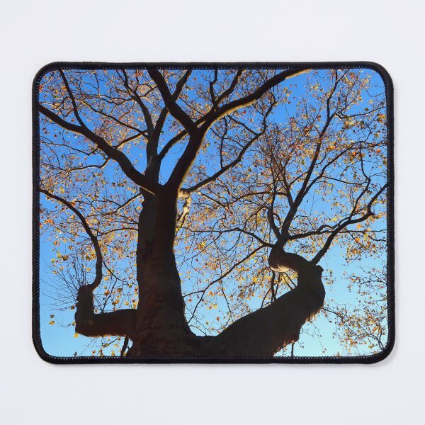 Item preview, Plane Tree on a Beautiful Autumn Day designed and sold by KaSaPo.
