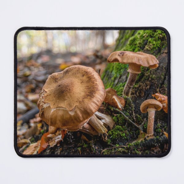 Item preview, Group of Mushrooms Grows on a Tree Trunk designed and sold by jrtwynam.
