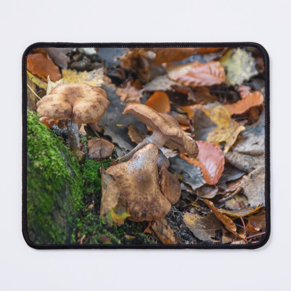 Item preview, Group of Mushrooms Grows on a Tree Trunk 2 designed and sold by jrtwynam.
