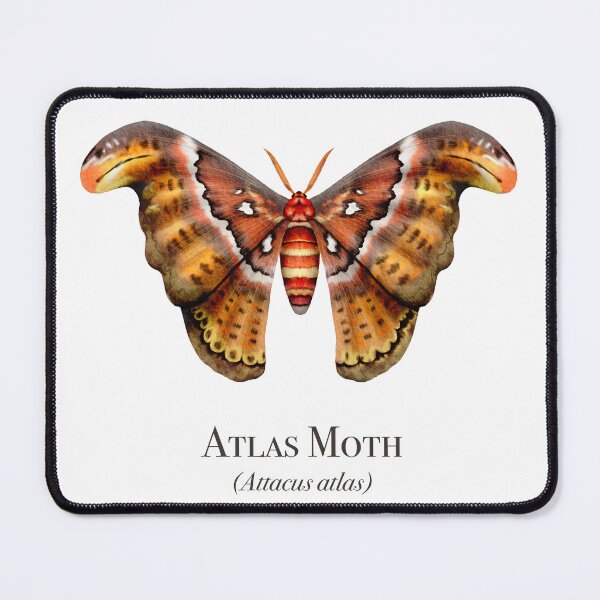 Item preview, Atlas Moth designed and sold by Michael Seibert.