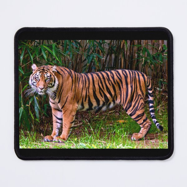 Item preview, Majestic Sumatran Tiger designed and sold by RocketshipRetro.