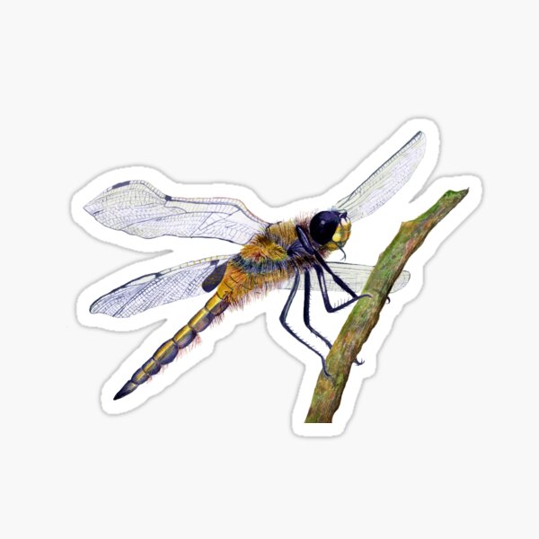 Hairy Dragonfly Insect Watercolor Painting Artwork Sticker