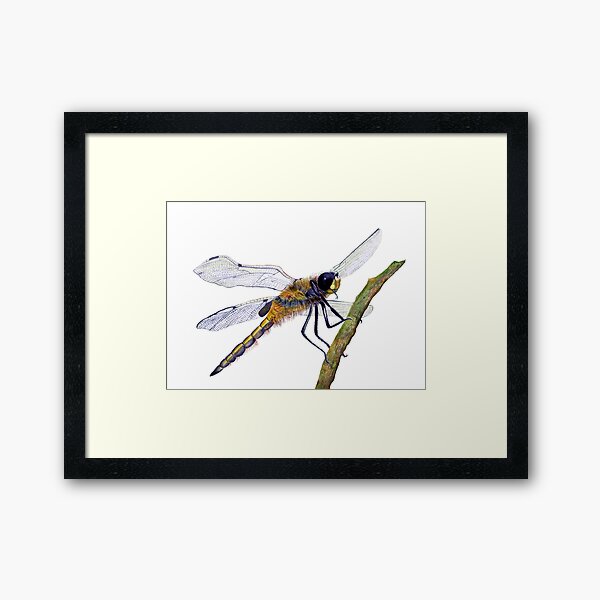 Hairy Dragonfly Insect Watercolor Painting Artwork Framed Art Print