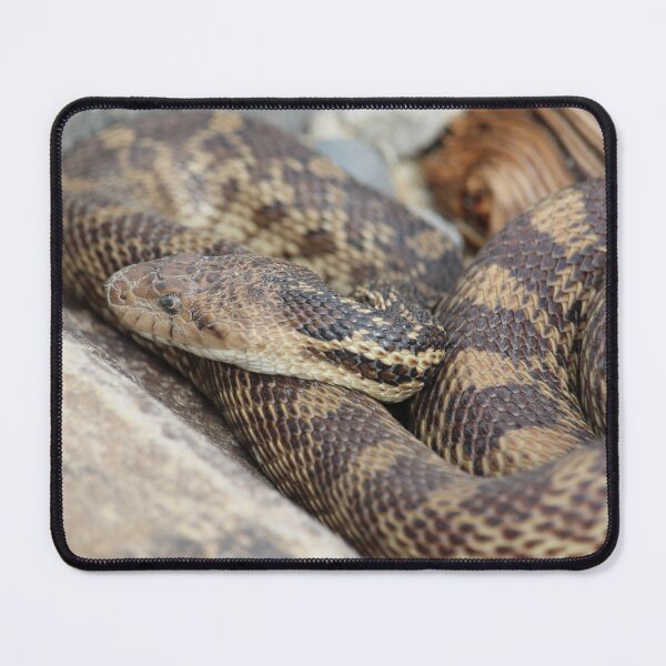 Item preview, Wildlife Snake 01 designed and sold by EricKetchell.