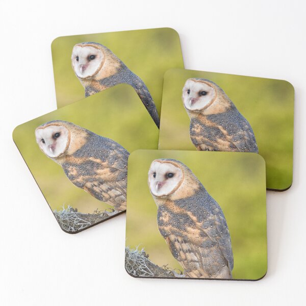 Item preview, Perched Barn Owl designed and sold by richardbryce.