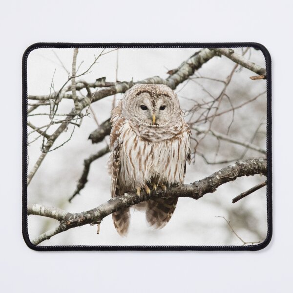 Item preview, Barred Owl designed and sold by Andrea King.