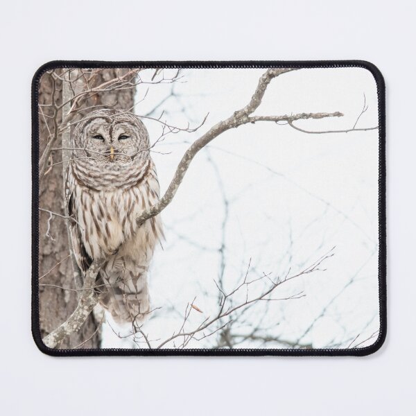 Item preview, Barred Owl in the Trees designed and sold by Andrea King.