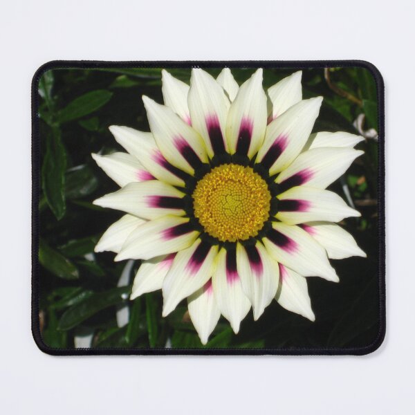 Item preview, Dark Sunburst White Gazania Featuring Black and Purple Accents Plus a Sunny Yellow Center designed and sold by JoyousArt4u.