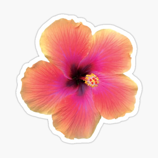 Tangerine Paradise Wind Hibiscus Sticker