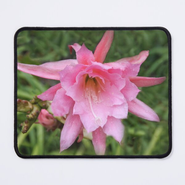 Item preview, Cactus In Bloom designed and sold by heatherfriedman.