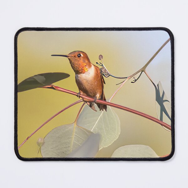 Item preview, Rufous Hummingbird on Silver Dollar Eucalyptus Tree designed and sold by CarolM.