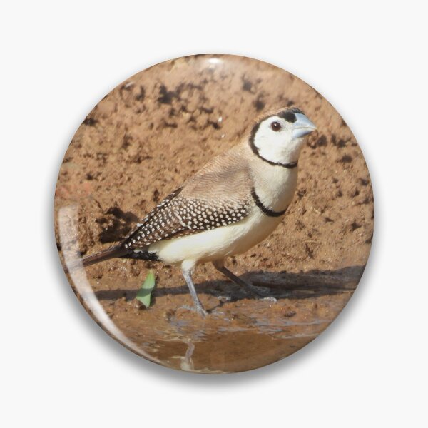 Item preview, Double-barred finch watering in a puddle. designed and sold by Jenny  Dyer.