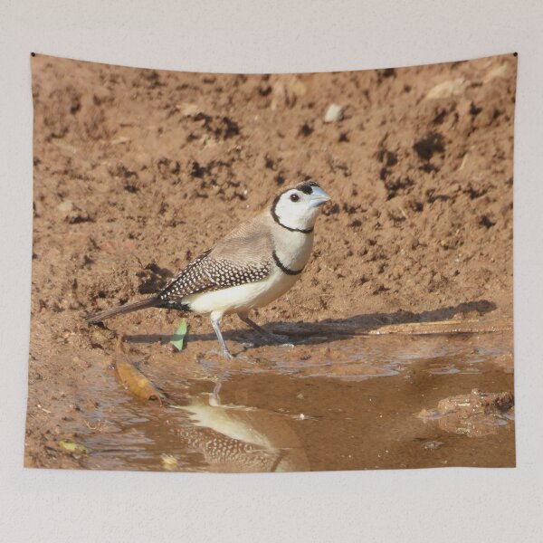 Item preview, Double-barred finch watering in a puddle. designed and sold by Jenny  Dyer.