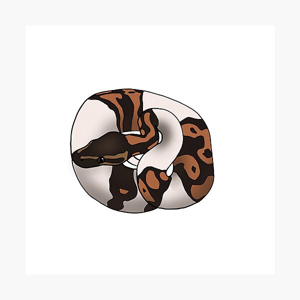 Item preview, Pied Ball Python designed and sold by sgropp13.