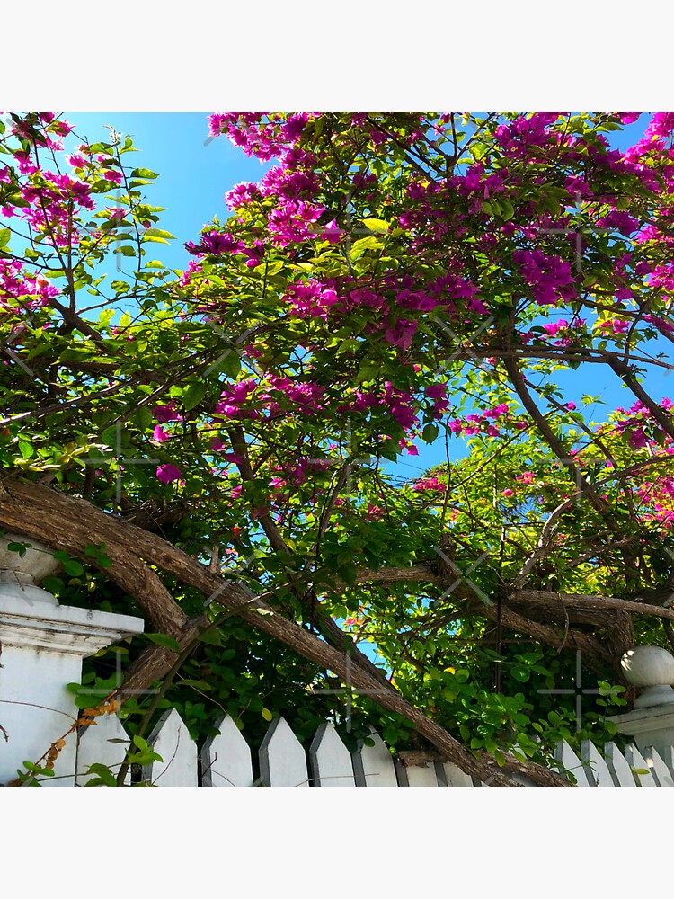 "Key West pink floral old world charm pink bougainvilleas flowing