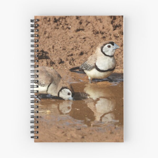 Item preview, Double-barred finches pair drinking in a puddle. designed and sold by Jenny  Dyer.