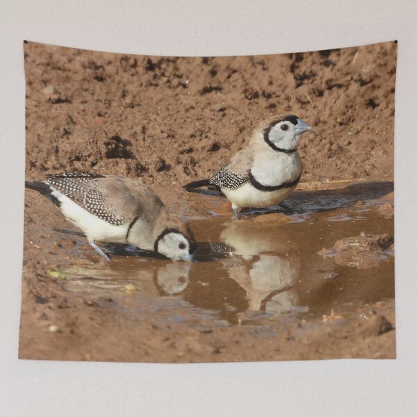 Item preview, Double-barred finches pair drinking in a puddle. designed and sold by Jenny  Dyer.
