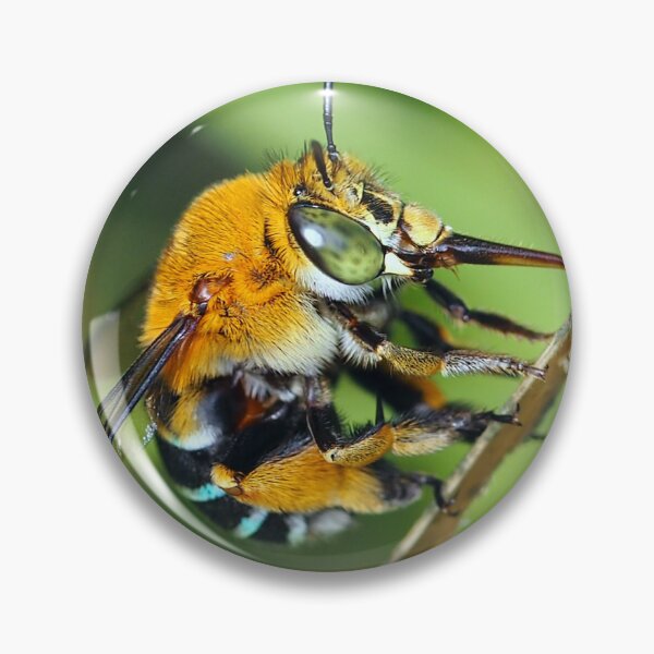 Item preview, Amegilla cingulata designed and sold by BeeBabette.