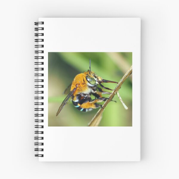 Item preview, Amegilla cingulata designed and sold by BeeBabette.