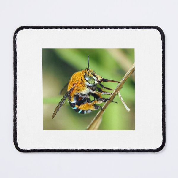Item preview, Amegilla cingulata designed and sold by BeeBabette.