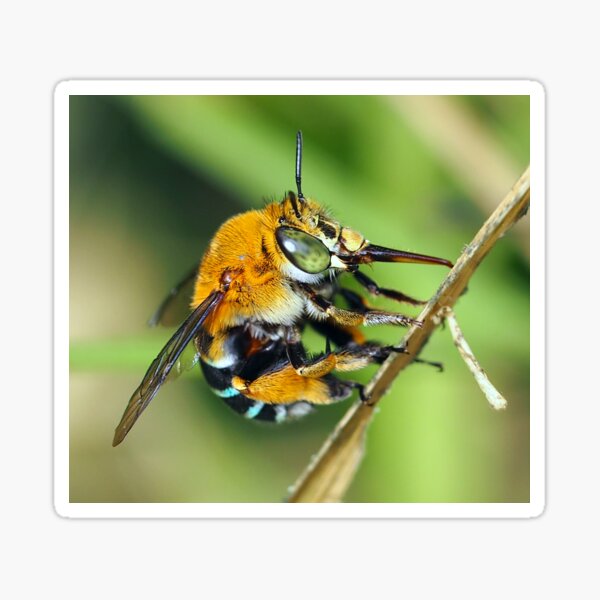 Item preview, Amegilla cingulata designed and sold by BeeBabette.