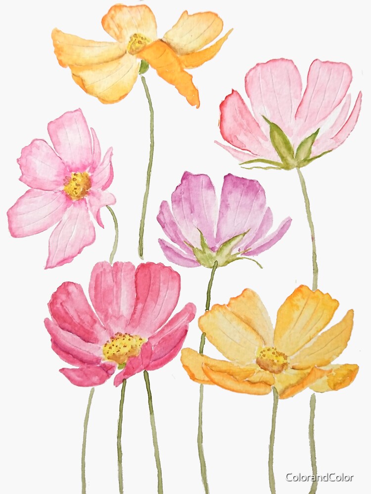 Thumbnail 3 of 3, Sticker, hand painted colorful cosmos flowers designed and sold by ColorandColor.