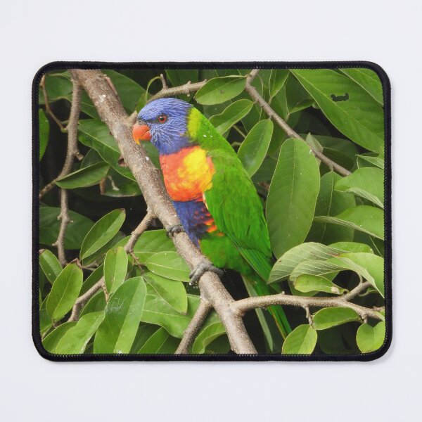 Item preview, Rainbow Lorikeet in the custard apple tree. designed and sold by Jenny Dyer.
