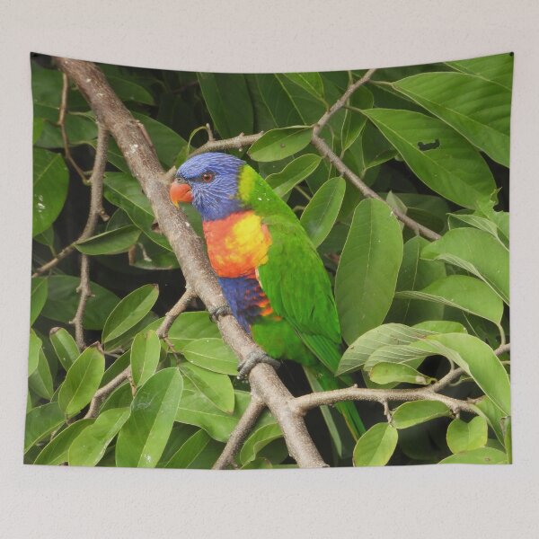 Item preview, Rainbow Lorikeet in the custard apple tree. designed and sold by Jenny  Dyer.