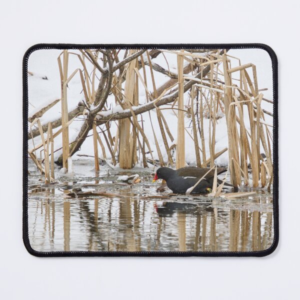 Item preview, The water is freezing. Moorhen designed and sold by Jouko Lehto Photography.