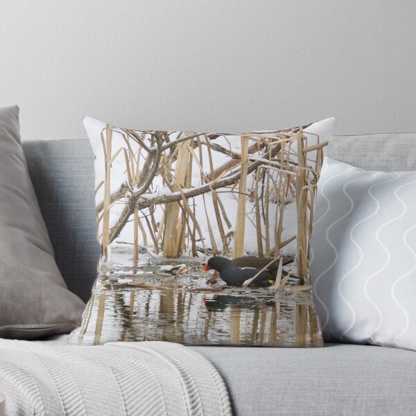 Item preview, The water is freezing. Moorhen designed and sold by Jouko Lehto Photography.
