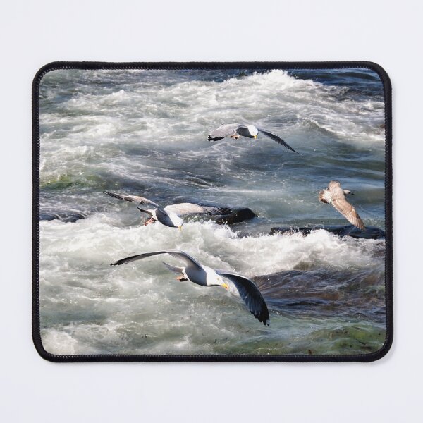Item preview, Seagulls gliding along the Northumberland Coast designed and sold by Richard Flint.