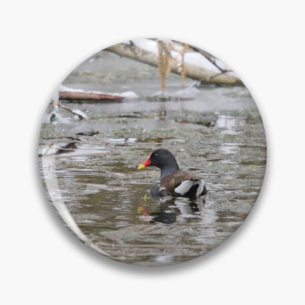 Item preview, Is it really April. Moorhen designed and sold by Jouko Lehto Photography.
