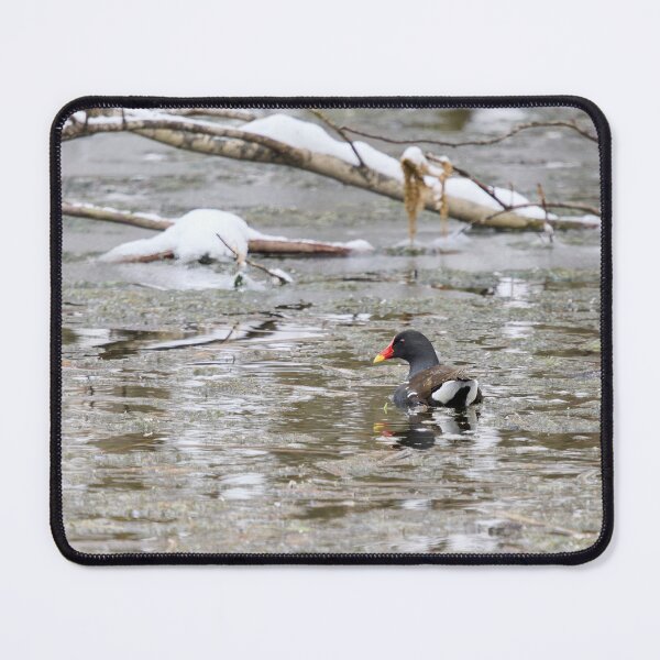 Item preview, Is it really April. Moorhen designed and sold by Jouko Lehto Photography.
