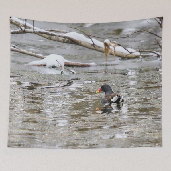 Item preview, Is it really April. Moorhen designed and sold by Jouko Lehto Photography.
