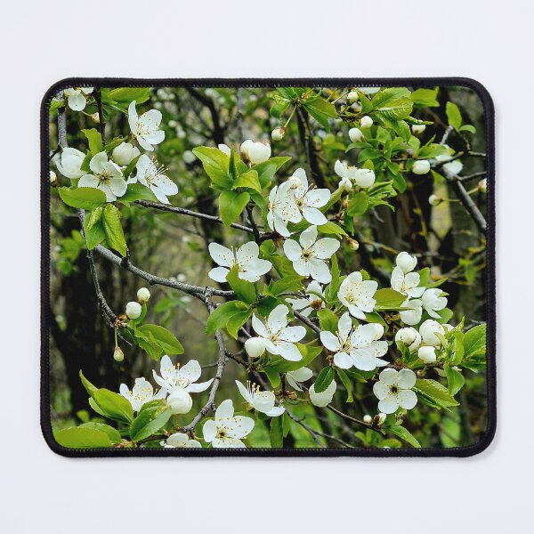 Item preview, Old garden cherry tree in May designed and sold by Bluesrose.