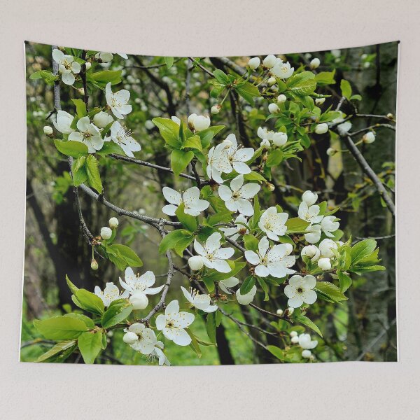 Item preview, Old garden cherry tree in May designed and sold by Bluesrose.