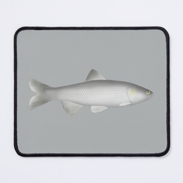 Item preview, Peloponnese Chub designed and sold by fishfolkart.