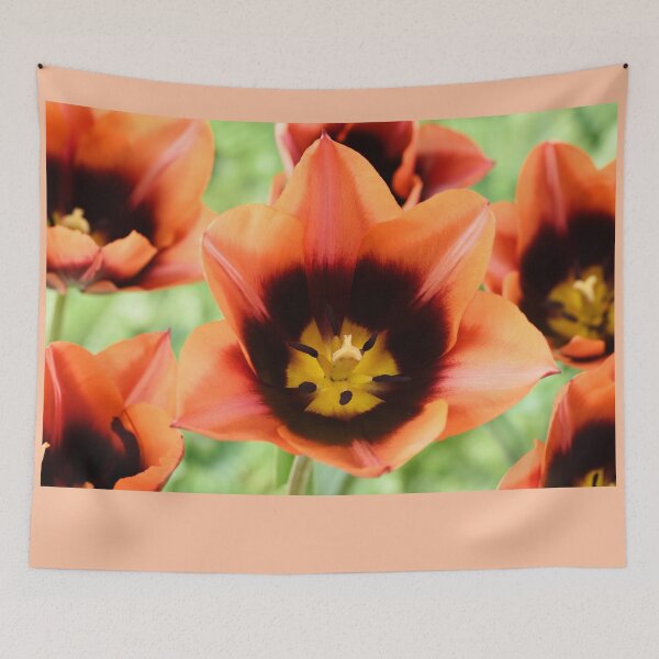 Item preview,  Tulipa 'Slawa' Triumph Tulip designed and sold by Chris Burrows.
