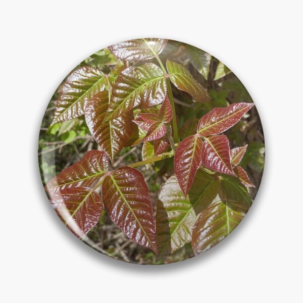 Item preview, Leaves of Three Leave them Be designed and sold by Amanda1775.