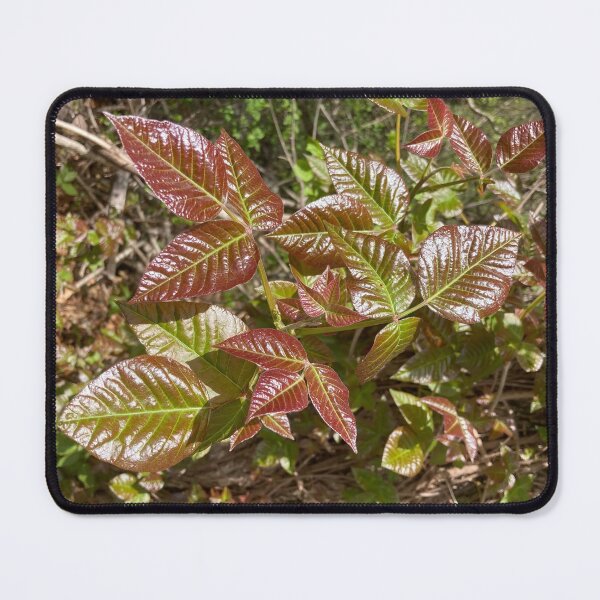 Item preview, Leaves of Three Leave them Be designed and sold by Amanda1775.