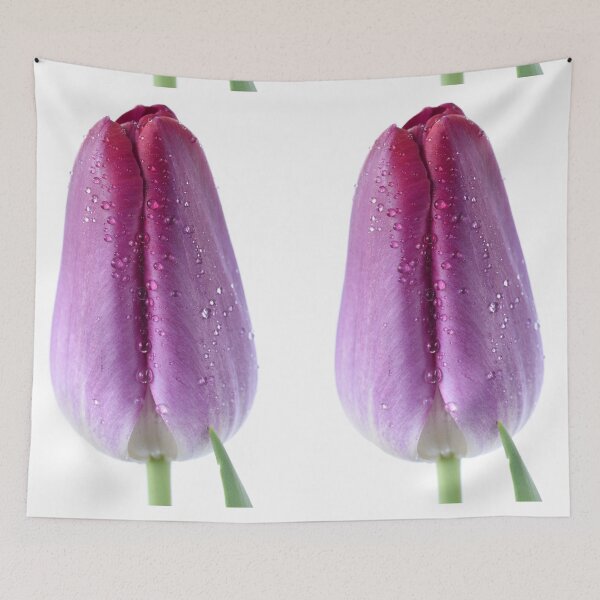 Item preview, Tulipa  'Pittsburg'   Triumph Tulip  designed and sold by Chris Burrows.
