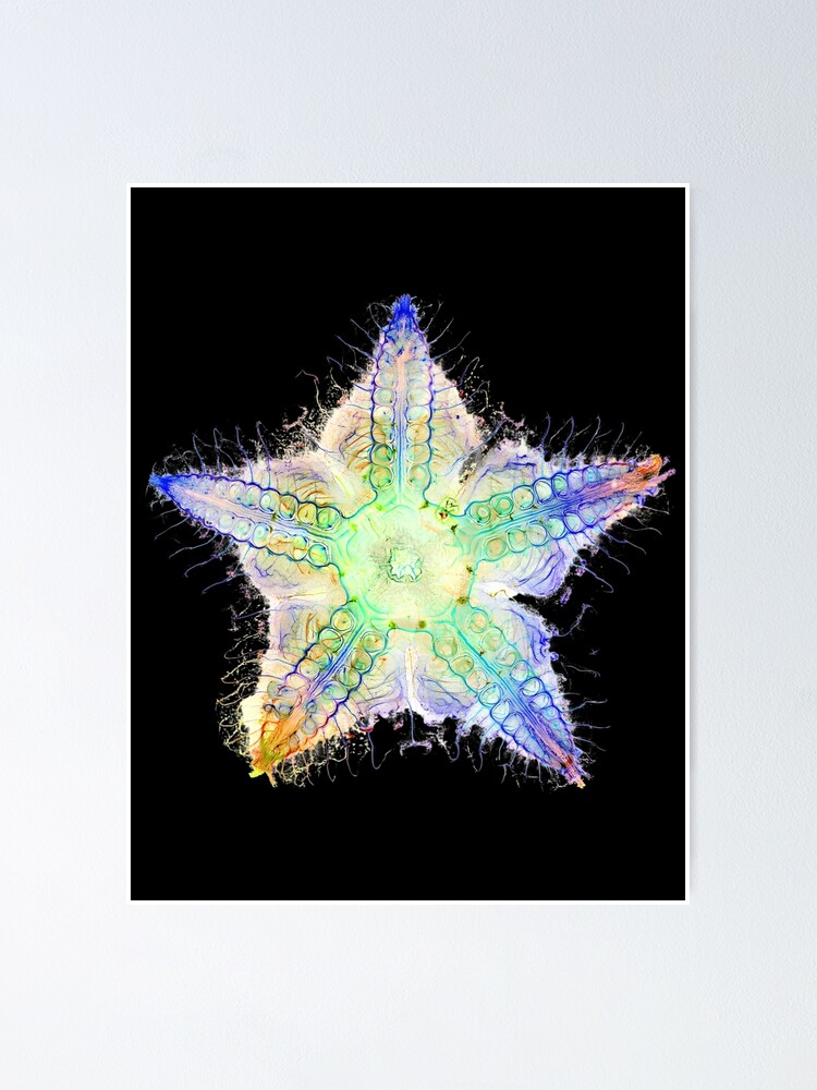 Thumbnail 1 of 3, Poster, Starfish Nervous System designed and sold by MakeWayDesign.