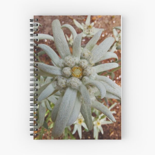 Item preview, Edelweiss designed and sold by Elfriede Fulda.