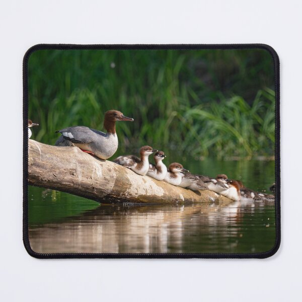 Item preview, Mergus merganser on a log with ducklings. designed and sold by ART-SUNRISE.