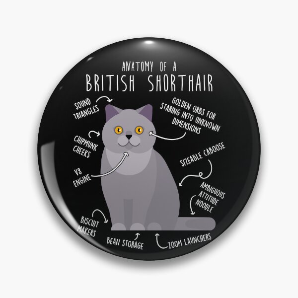 Artikelvorschau, Anatomie der Britisch Kurzhaarkatze entworfen und verkauft von Clara Hollins.